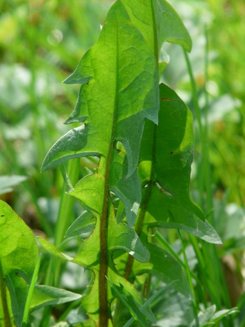 common dandelion dandelion leaf leaf