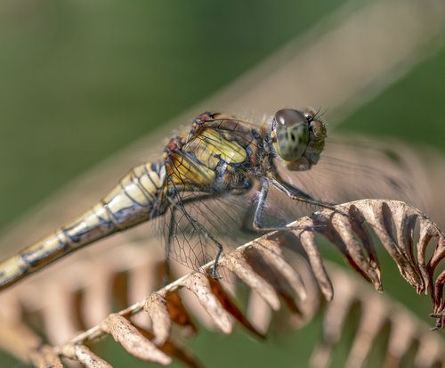 common darter  dragonfly  insect