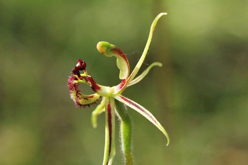 common dragon orchid  wildflowers  western australia