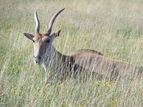 common eland the wilds antelope