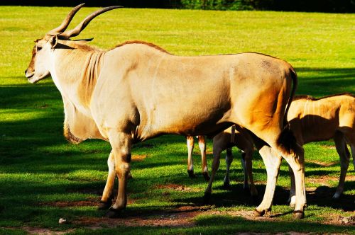 common eland antelope animals
