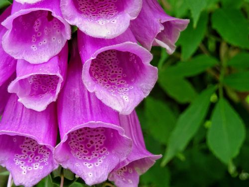 common foxglove digitalis purpurea thimble