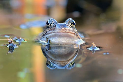 common frog frog portrait