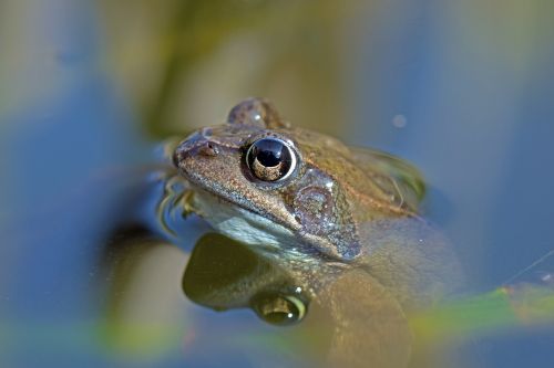 common frog amphibians rana temporaria