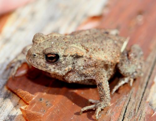 common frog rana temporaria frog