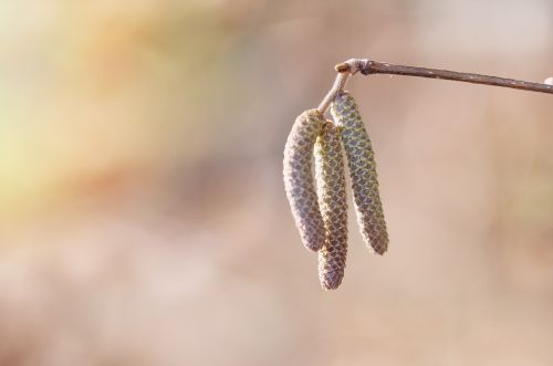 common hazel hazel branch