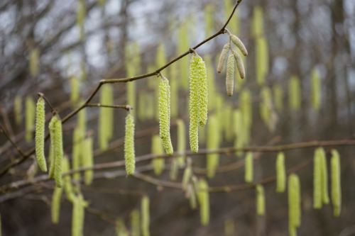 common hazel inflorescences male blossom