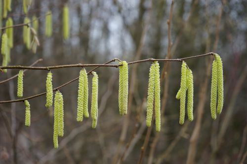 common hazel inflorescences male blossom