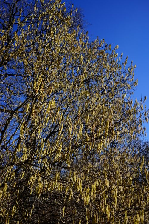 common hazel inflorescences male blossom