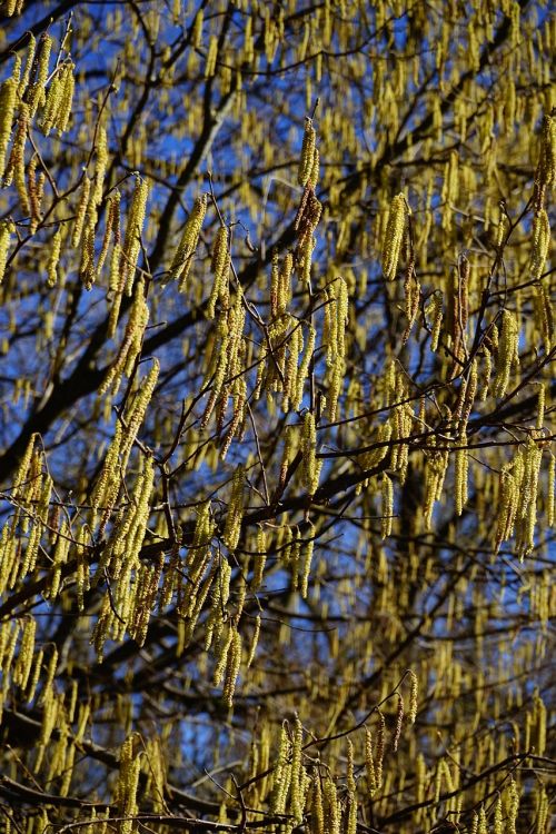 common hazel inflorescences male blossom