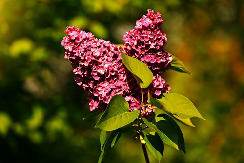 common lilac  flower  plant