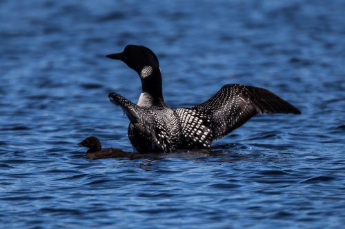 common loons female baby