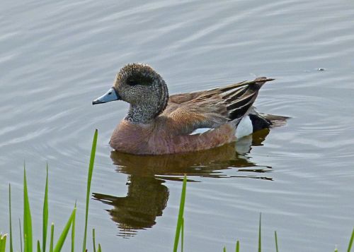 common merganser duck waterbird