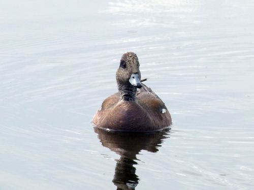 common merganser duck waterbird