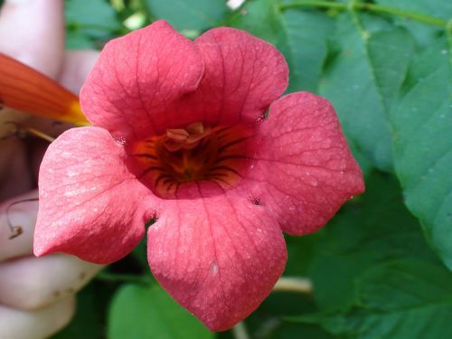 common missouri flower pink flower plant