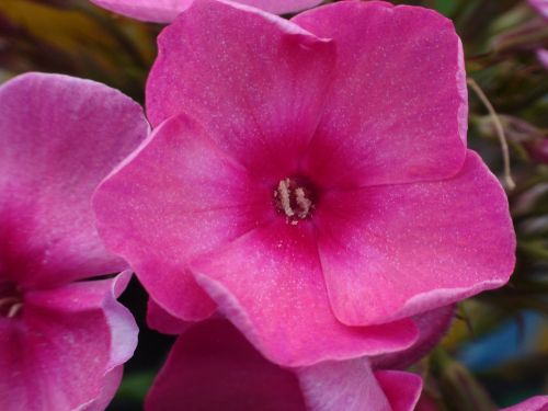 common missouri flower pink flower plant
