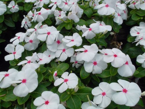 common missouri flower white flower plant