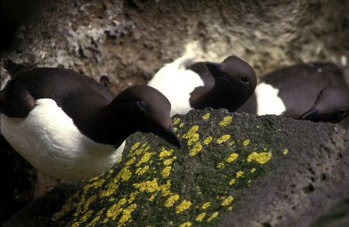 common murre bird rocks