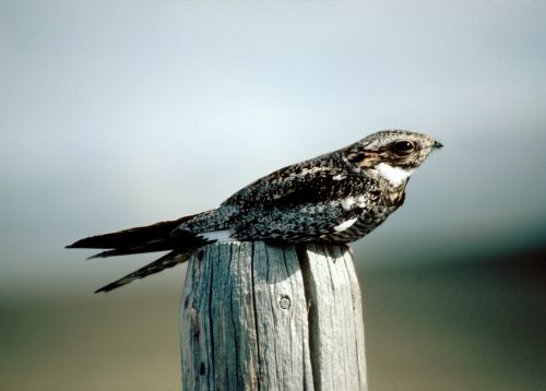 common nighthawk bird perched