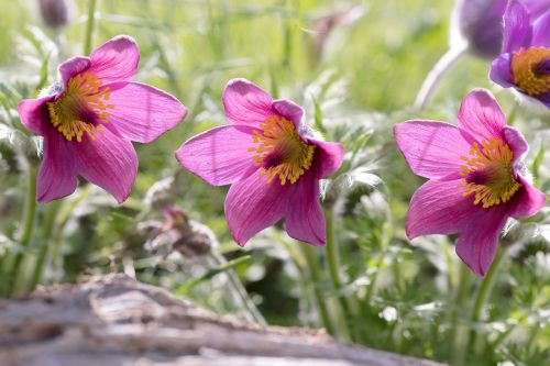 common pasque flower pulsatilla vulgaris flower