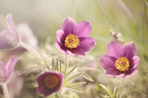 common pasque flower pulsatilla vulgaris flower