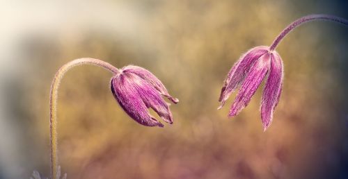 common pasque flower pulsatilla vulgaris flower