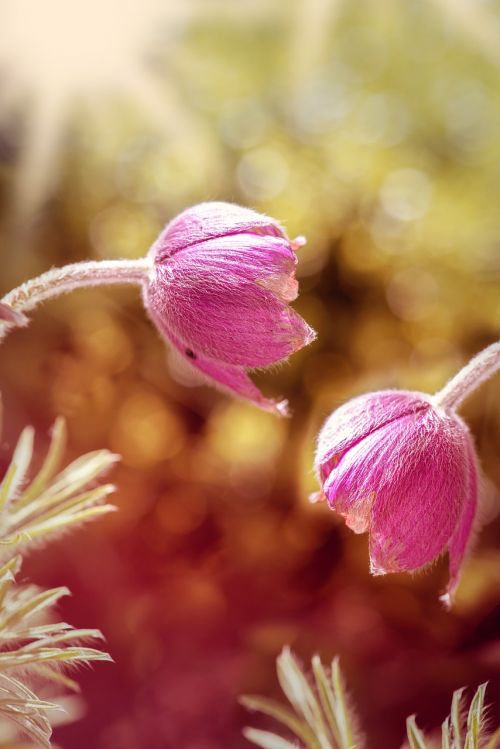 common pasque flower pulsatilla vulgaris flower