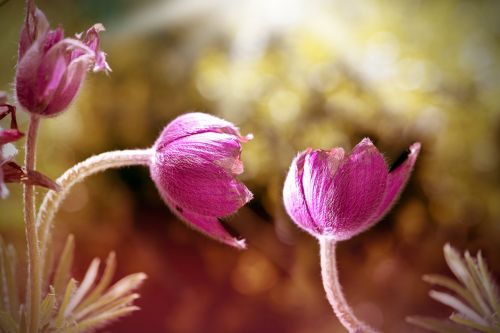 common pasque flower pulsatilla vulgaris flower