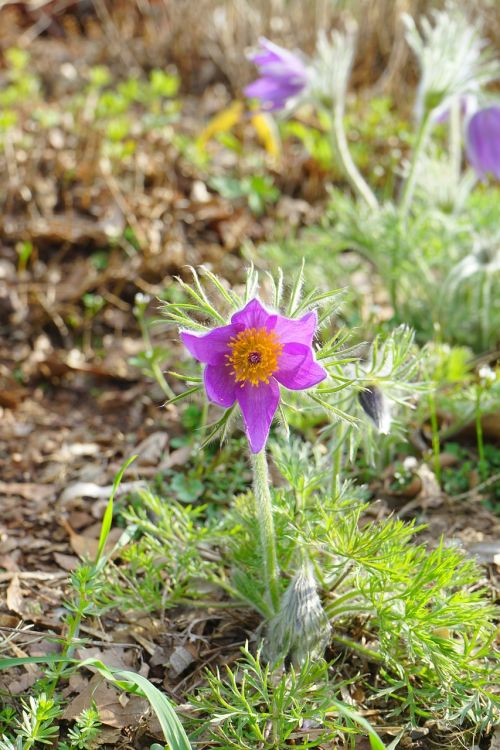common pasque flower flowers violet