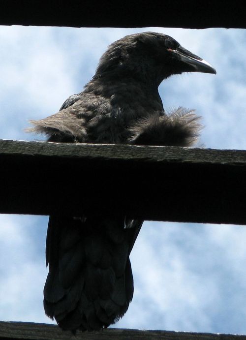 common raven northern raven corvus corax