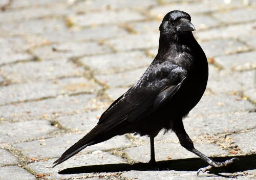 common raven raven raven bird
