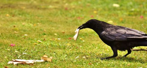 common raven raven food