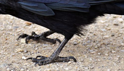 common raven raven raven bird
