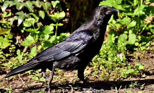 common raven raven bird corvus corax