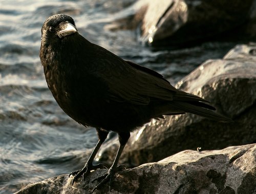 common raven  raven  crow
