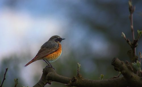 common redstart phoenicurus phoenicurus bird