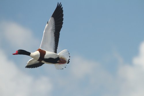 common shelduck  duck  sky