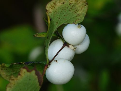 common snowberry berries white