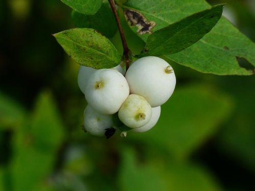 common snowberry berries white