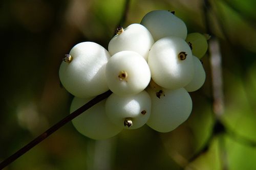 common snowberry symphoricarpas albus toy torpedo