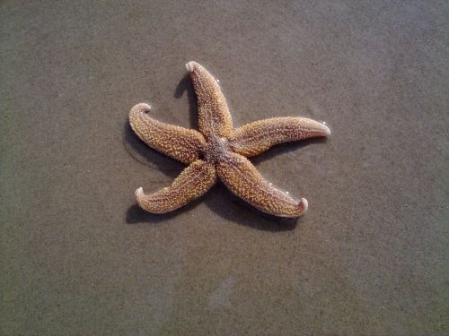 common starfish starfish asterias rubens
