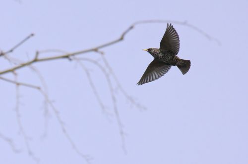 common starling starling bird