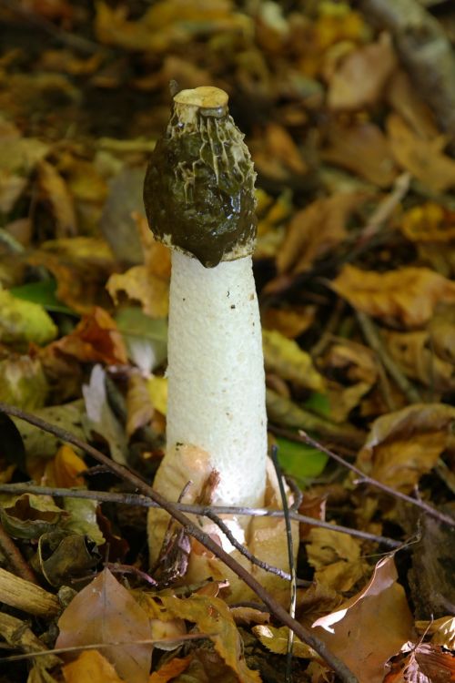 common stinkmorchel mushroom phallus impudicus
