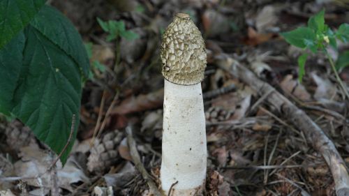 common stinkmorchel mushroom morel