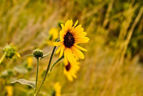 common sunflower  flowers  sunflower