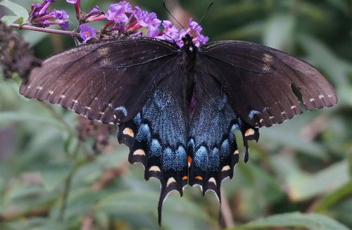 hybrid black swallowtail butterfly battered but beautiful hybrid