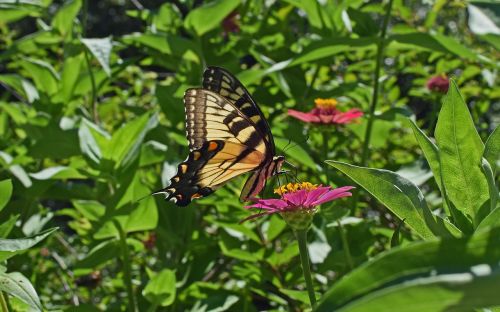 common swallowtail on zinnia butterfly insect