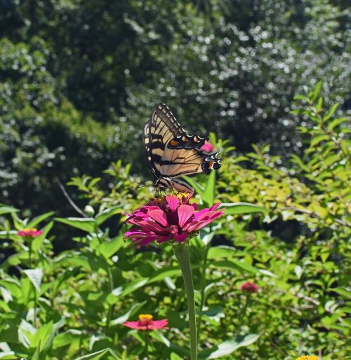 common swallowtail on zinnia butterfly insect