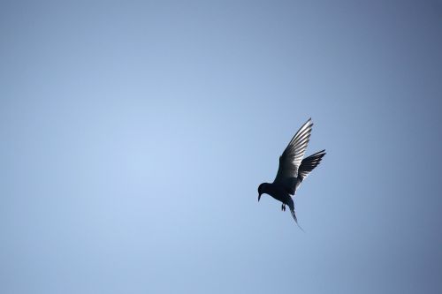 common tern bird himmel