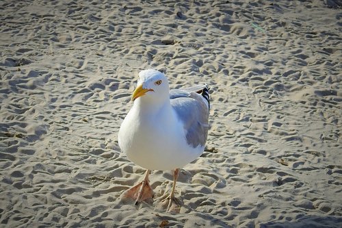 common tern  beach  sand